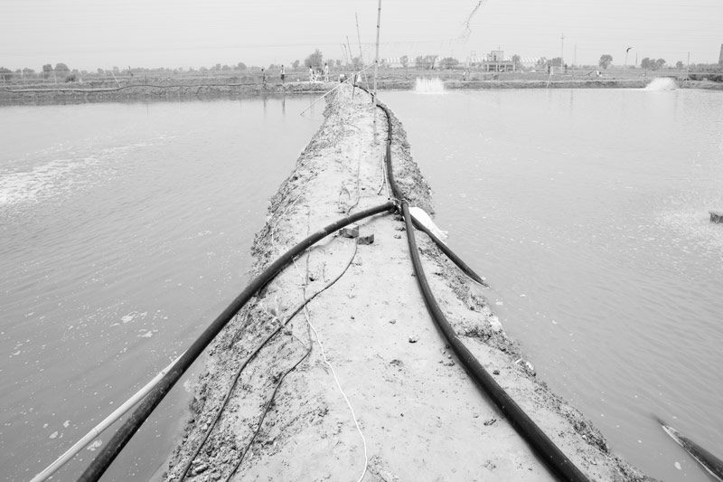 Shrimp Farming in Saline Agricultural Fields in Haryana - Pipes  carrying groundwater from the tubewell into the shrimp farming ponds